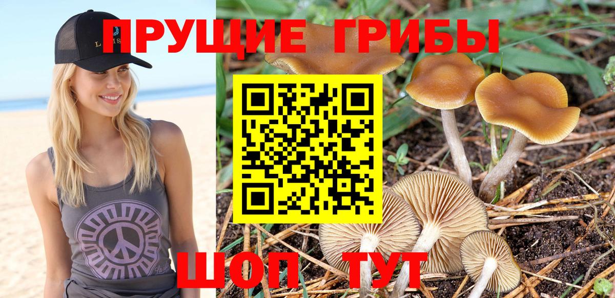 Нурлат  Псилоцибиновые грибы Psilocybe  Вход с VPN 
